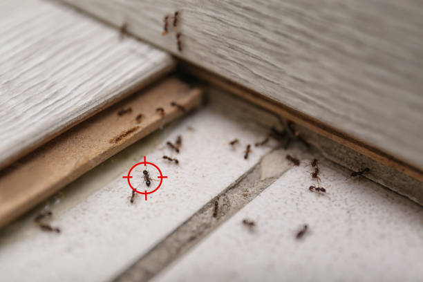 Best Wasp Removal Services  in Garrettsville, OH